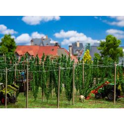 181280 Hopfenfeld mit Stangen
