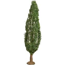20130 Pappel, 18 cm hoch