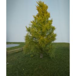 279-53 Lärche