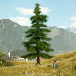 21811 Nordmanntanne 14,5 cm hoch