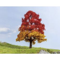 20114 Eiche, herbstlich
