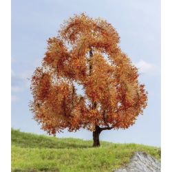 20155 Ahorn, herbstlich